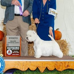 Hermione - West Highland White Terrier