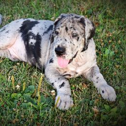 Great Dane Puppies from Kirk’s Dane Farm