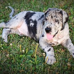 Great Dane Puppies from Kirk’s Dane Farm