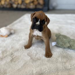 Latte - Fawn female Boxer puppy in Delta, Colorado from Boxers 4 Us