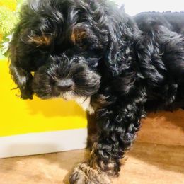 Cockapoo Puppies from Lulu's Cockapoos