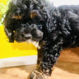 Cockapoo Puppies from Lulu's Cockapoos