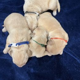 Boy 1 - Golden male Golden Retriever puppy in Meriden, Kansas from Sunkissed Retrievers