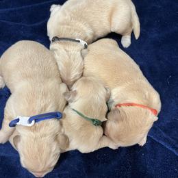 Boy 1 - Golden male Golden Retriever puppy in Meriden, Kansas from Sunkissed Retrievers
