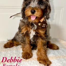 Debbie - Blue merle female Bernedoodle puppy in Beecher, Illinois from Erica’s Doodles