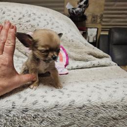 Doc Holiday - Red male Chihuahua puppy in Ligonier, Indiana from Country Charm Chihuahuas