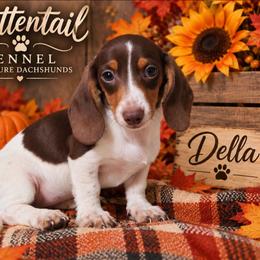 Della - Chocolate and tan female Dachshund puppy in Hudson, Michigan from Mittentail Kennel Miniature Dachshunds & Australian Shepherds