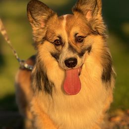 Reaper - Pembroke Welsh Corgi