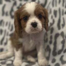 Cavalier King Charles Spaniels from Twisted Creek Canines