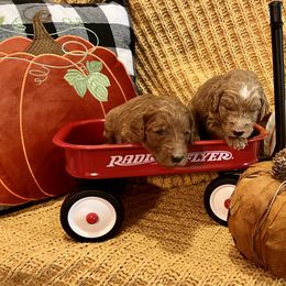 Goldendoodle Puppies from Labradoodleday