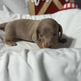 Sonny - Fawn (Isabella) male Dachshund puppy in Tulsa County, Oklahoma from Willow Creek Miniature Dachshunds