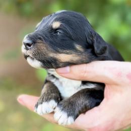 Flurry - Tri-color female Bernedoodle puppy in Glendale, Arizona from Arizona Bernedoodles