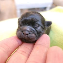 Shih Tzu Puppies from Chimera Shih Tzu