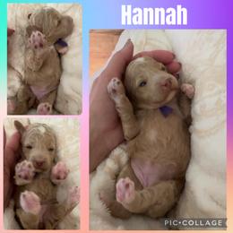 Hannah - Apricot female Goldendoodle puppy in Decatur, Texas from Scherrer Sweet Goldendoodles