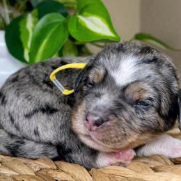 Boy 3 - male Bernedoodle puppy in Highland, Utah from Angel Pups Deluxe