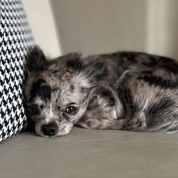 Thyme - Chihuahua