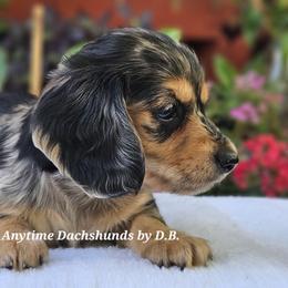 Pollyanne 3975 - Dapple female Dachshund puppy in Ben Wheeler, Texas from Anytime Dachshunds by D.B.