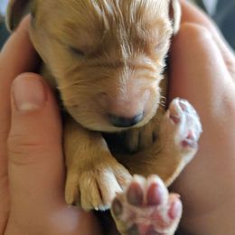 Goldendoodle and Golden Retriever Puppies from Dakota Sky's Goldens