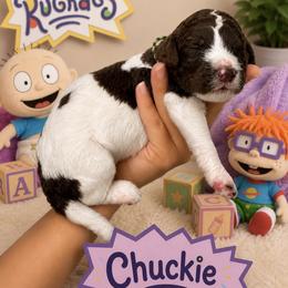 Chuckie - Brindle male Poodle puppy in Spring Hills, Florida from The Olympus Standard Poodle