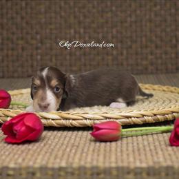 Panda - Chocolate and cream male Dachshund puppy in Oklahoma City, Oklahoma from OkieDoxieland Dachshunds