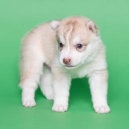 Chisolm - Red and white male Siberian Husky puppy in Meadow Vista, California from Thistle Hill Siberians