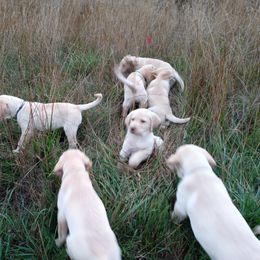 Labrador Retriever Puppies from Taylor Maid Labradors