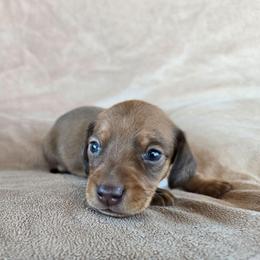 Teddy - Chocolate male Dachshund puppy in Signal Mountain, Tennessee from Hot Diggity Doxens