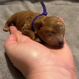 Amber - Red  female Poodle puppy in Elkhorn, Nebraska from Orel Toy & Miniature Poodles