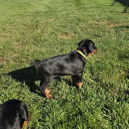 Doberman Pinscher Puppies from Von Traumhaft Shon Dobermans