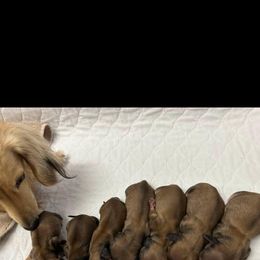 Dachshund Puppies from Channelledox