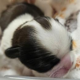 Marilyn Monroe - Black gold and white female Shih Tzu puppy in Corona, California from Trinity Shihtzu's So Calif