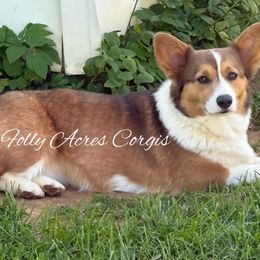 Dunkin - Pembroke Welsh Corgi