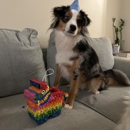 Australian Shepherd and Miniature Australian Shepherd Puppies from Integrity Aussies Tx