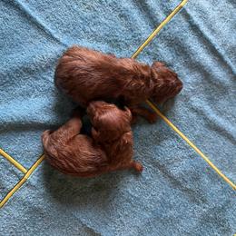 Boy 1 - Golden rust male Vizsla puppy in Albany, Texas from Big Country Kennels