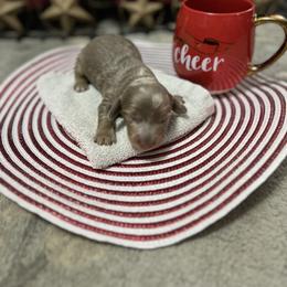 Dachshund Puppies from Honey Creek Doxies