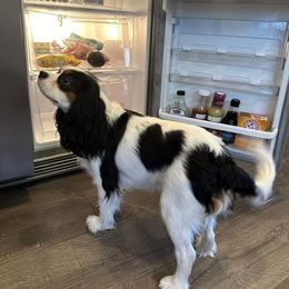 Cavalier King Charles Spaniel All Grown Up from True Love Colorado Cavalier King Charles Spaniels