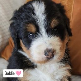 Goldie - Tri-color female Bernedoodle puppy in Shiloh, Georgia from Doodle Mountain