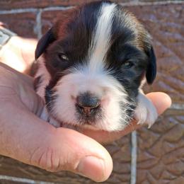 Carmel - Brown and white female Saint Bernard puppy in Kinsman, Ohio from Coleman Saint Bernards of Ohio