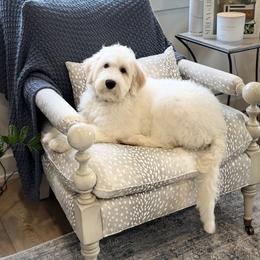 Wilder - White male Sheepadoodle puppy in Watford City, North Dakota from Smith Acres Doodles