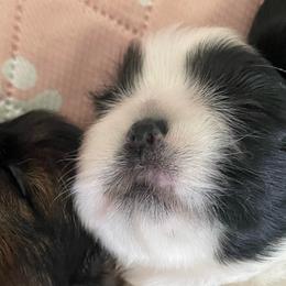 Oreo - Black and white male Shih Tzu puppy in Chattanooga, Tennessee from Denise's Shih Tzus