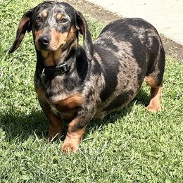 Cookie - Dachshund