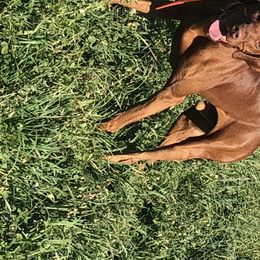 Vizsla Puppies from Rolling Amber Vizslas