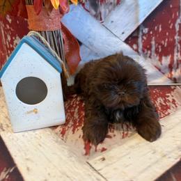 Cal - Chocolate male Shih Tzu puppy in Success, Missouri from Sweet Success