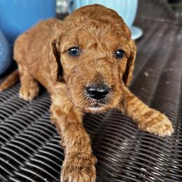 Yellow Collar Male - Chocolate male Goldendoodle puppy in Eunice, Louisiana from Maison De Pawz