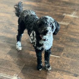 Violet - Goldendoodle