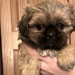 Girl 3 - Shih Tzu puppy in Sugarcreek, Ohio from D’s Shih Tzu