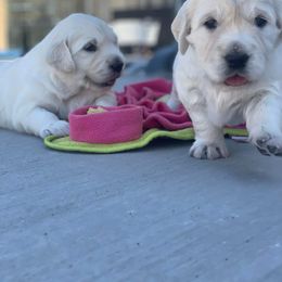 Golden Retriever Puppies from Bramble Berry Goldens