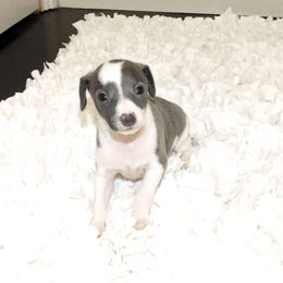 Nate' Male 1 - Blue male Italian Greyhound puppy in Caryville Fl And Sparta Tn, Tennessee from Summerwind Kennel