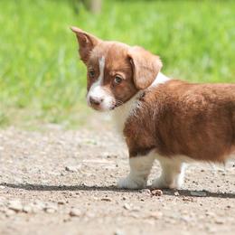 American Corgi, Cardigan Welsh Corgi, and Pembroke Welsh Corgi Puppies from Diamond Corgis