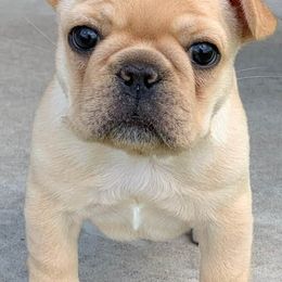 French Bulldogs from Highwood Farms